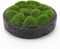 NAHARO New Moss Bowl, Living Room, or Coffee Table Display by NAHARO