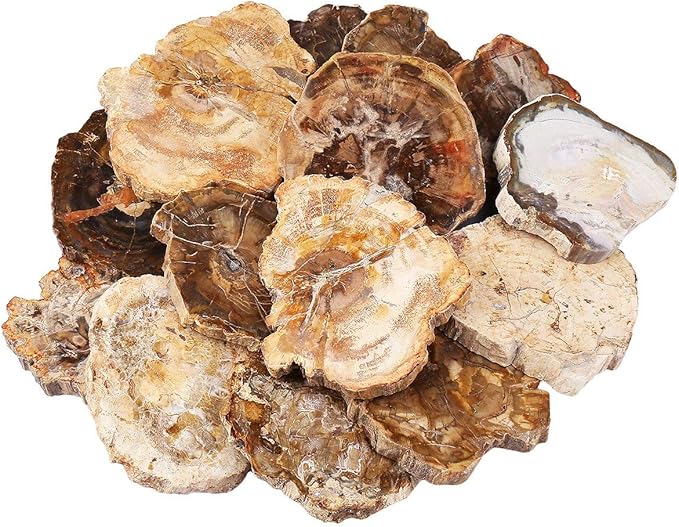 rockcloud 3.3-5" Natural Irregular Petrified Wood Stones Coaster Cup Mat Chakra Healing Stone Specimen 1 PC