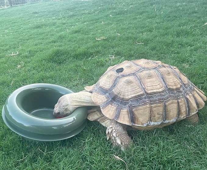 The Mote - Ant Proof Dog Bowl, Innovative Waterless System, Durable & Maintenance-Free, Simple Design Effectively Keeps Ants Out, for Dogs, Cats, and More